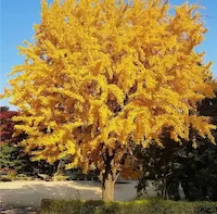 Ginkgo Biloba