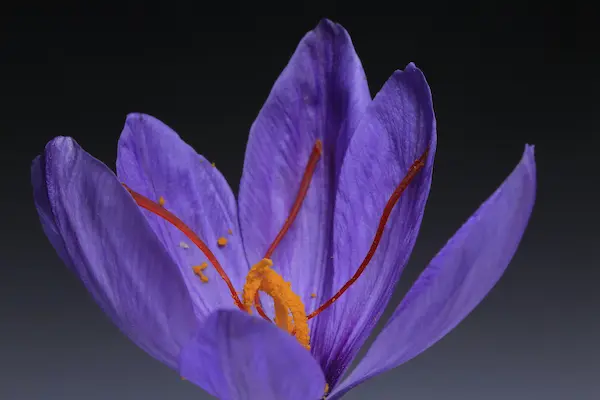Saffron
