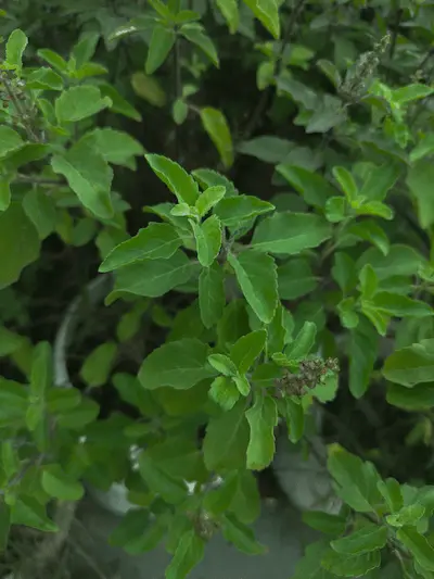 Tulsi